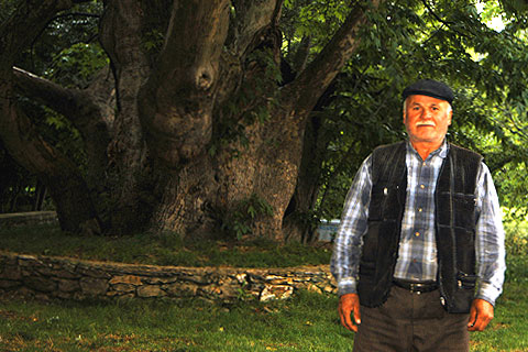 Koca çınar yaşayacak