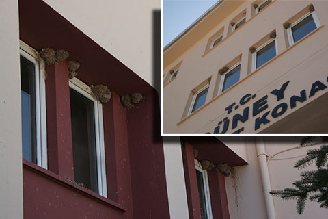 Kırlangıçlar ‘Hükümet’i çok sevdi