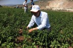Tavas’ta sebze atılımı