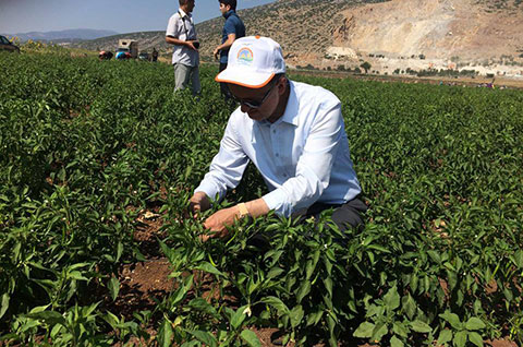 Tavas’ta sebze atılımı