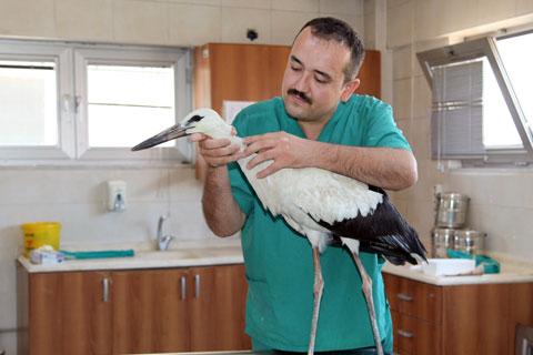 6 ayda 2400 sokak hayvanı tedavi edildi