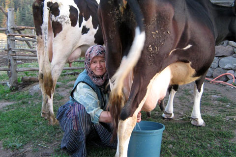 Süt rekoltesi yüzde 30 düştü