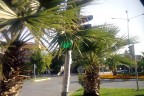 Dallar arasında kaybolan sinyalizasyon lambaları