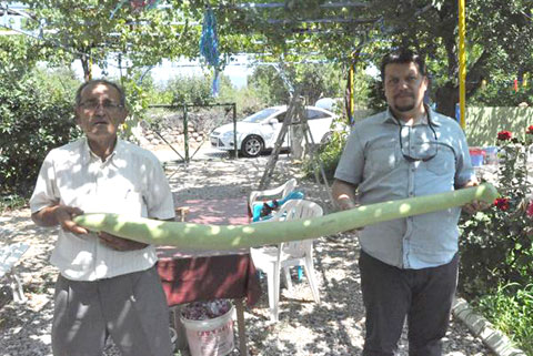 İnsan boyu kabak