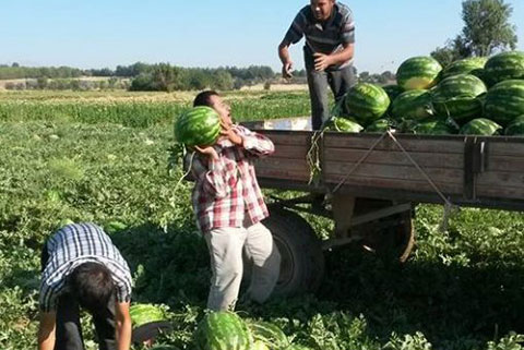 Sofralarda karpuz bolluğu