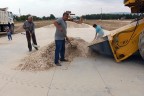 Ayçekirdeği bereketi