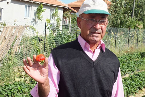 Bu çilek mevsimlik değil