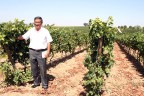 Yasaklar bağcılık ve şarapçılık sektörünü kaygılandırıyor