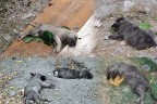 8 köpek yavrusunu zehirlediler