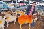 Suya atlamadı kurban olacak