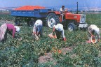 178 çiftçiye 1 milyon 37 bin TL hibe