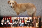 Sokak hayvanları sertifikalı gönüllülere emanet