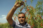 ‘MUTLULUK MEYVESİ’ MUTLU EDİYOR