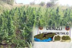 Yüzlerce kilo esrar üreteceklerdi