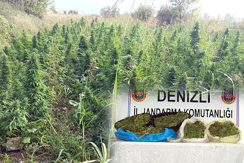 Yüzlerce kilo esrar üreteceklerdi