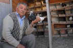 Güvercin besliyor diye ceza kestiler