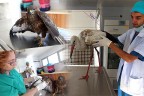 Avcılar vuruyor belediye tedavi ediyor