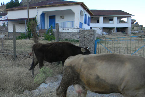 Kaymakamdan başıboş hayvan talimatı