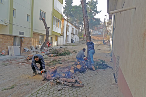 Yine Acıpayam yine ağaç kesimi