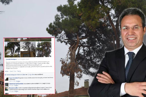 Başkanın ağaç keselim mi anketi