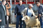 Çivril’de damızlık koyun ve koç dağıtıldı