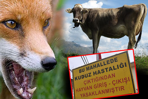 Çivril’de kuduz karantinası