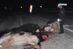 BÜYÜKBAŞ HAVYAN YÜKLÜ KAMYON DEVRİLDİ: 4 İNEK YOL ORTASINDA KESİLDİ