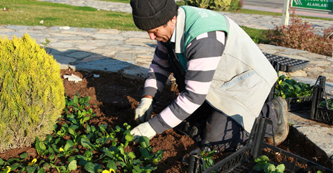 denizli-belediye-cicek-dikimi-ic