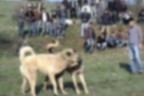 KÖPEK DÖVÜŞÜNE ŞAFAK BASKINI