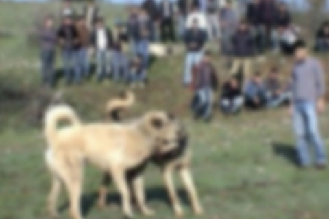 KÖPEK DÖVÜŞÜNE ŞAFAK BASKINI
