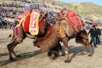 Deve güreşlerini 10 bin kişi izledi