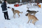 Sokak hayvanları unutulmadı