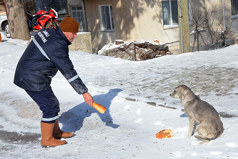 Sokak hayvanları size muhtaç