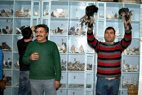 Binlerce liraya güvercin satıyorlar