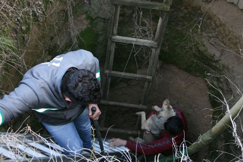 Kuyuya düşen köpek kurtarıldı