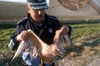 Yaralı şahini zabıtalar buldu