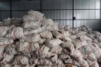Kozalağın kilosu 2.6 liradan satıldı
