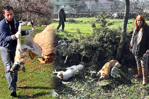 Tarım ilaçlı balıkla 5 köpeği zehirlediler