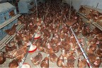 Tavuk çiftliklerine sıkı takip