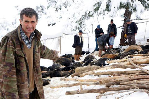 Ağılın çatısı kara dayanamadı: 70 keçi telef oldu