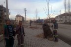 Çameli ıhlamur kokacak