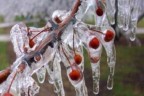 Meteoroloji’den zirai don uyarısı