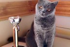 Denizlili kedi ‘Şans’ birinci oldu