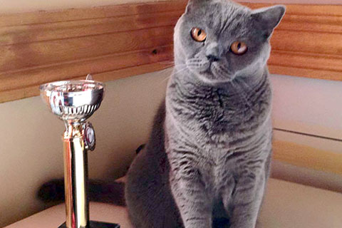 Denizlili kedi ‘Şans’ birinci oldu