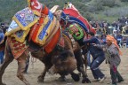 Deve Güreşi meraklıları Buldan’da