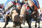 120 DEVE BULDAN’DA KAPIŞACAK