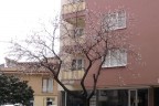 Erkenci ağaçlar çiçek açtı