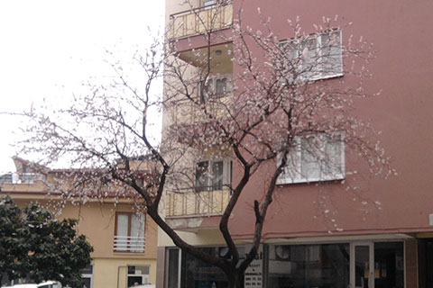 Erkenci ağaçlar çiçek açtı