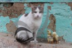 Kedi ile civcivler yan yana dostça