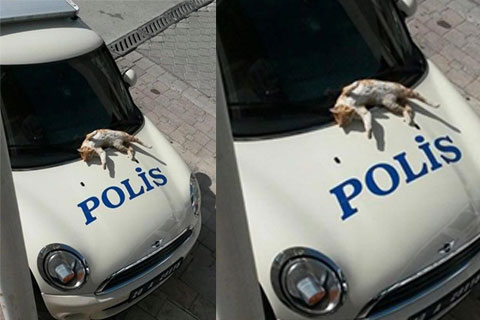 Polis otosu üzerinde güneşlendi
